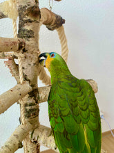 Lade das Bild in den Galerie-Viewer, Papageien Freisitz aus Birkenholz inkl. Futterschüsseln und Spielzeug 1,20 - 1,60 m