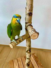 Lade das Bild in den Galerie-Viewer, Papageien Freisitz aus Birkenholz 1,20 - 1,60 m