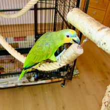 Lade das Bild in den Galerie-Viewer, Papageien Kletterseil, Sisal/Birkenholz, 2 Karabiner, Ø 30mm, L= 80 - 120 cm